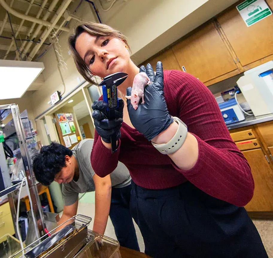 Biomedical physics student measuring lab mouse