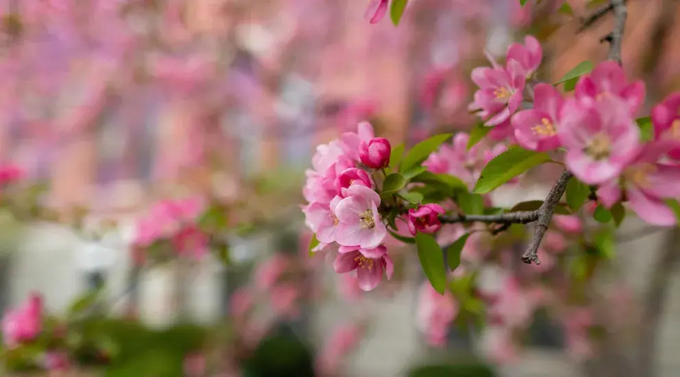 Zoomed in photo of pink flowers on Creighton's campus