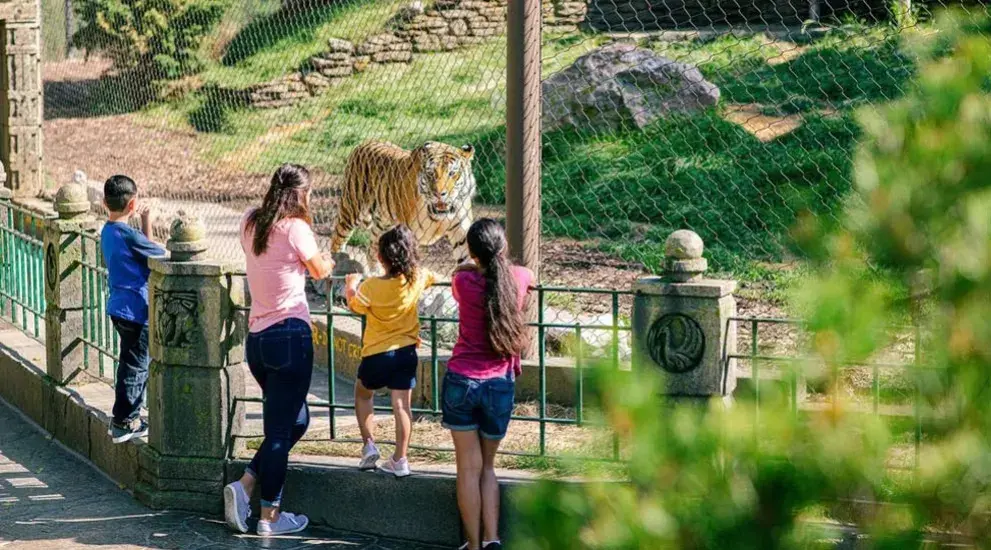 Tiger at Omaha Zoo