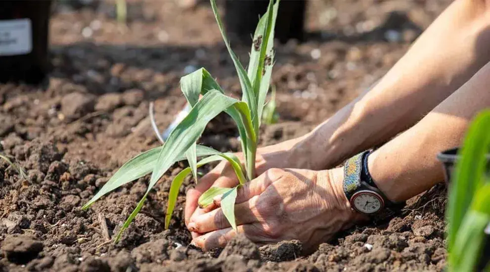 Hands gardening in the soil.