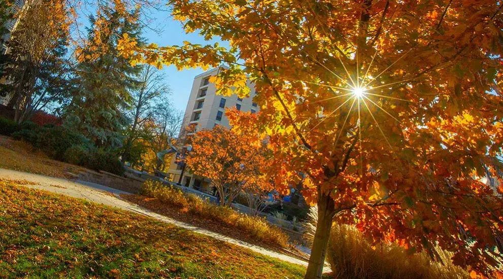 Generic fall image